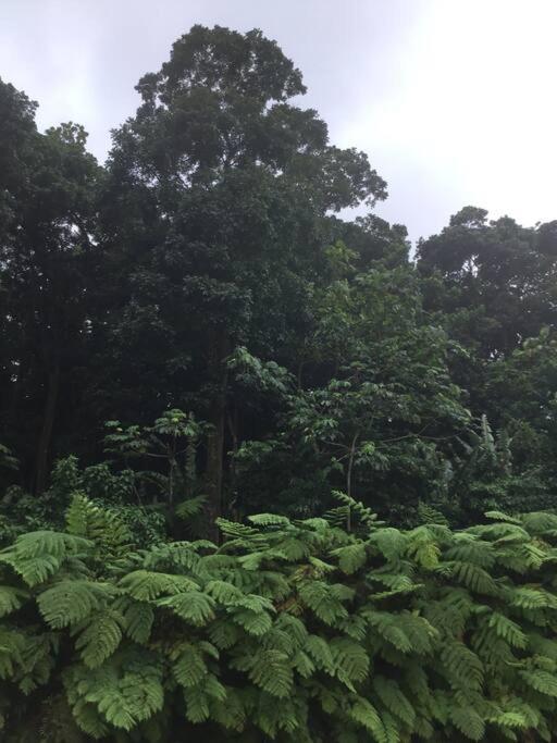 Saint-Joseph Les Lucioles 1 Beau T2 En Foret Tropicale Avec Acces Piscine מראה חיצוני תמונה